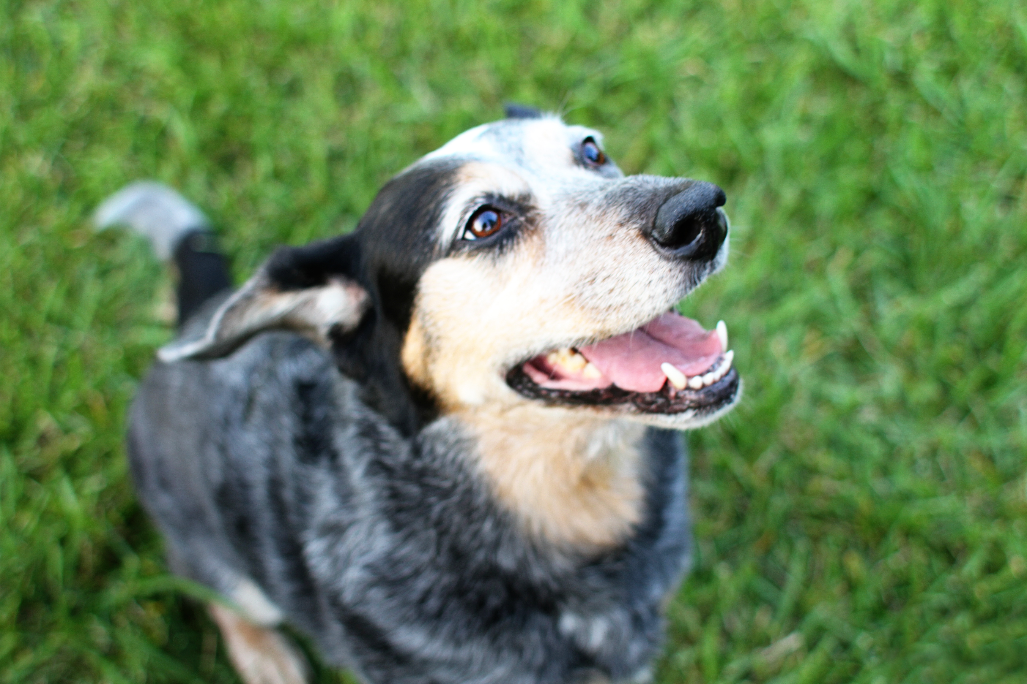 beagle cattle dog